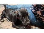 Great Dane Puppy for sale in Tulsa, OK, USA