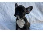 French Bulldog Puppy for sale in Phoenix, AZ, USA