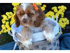 Cocker Spaniel Puppy for sale in South Bend, IN, USA