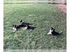 Border Collie PUPPY FOR SALE ADN-831804 - Border collie pups ABCA registered