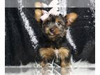 Yorkshire Terrier PUPPY FOR SALE ADN-831688 - AD 1 Cute Yorkies ready to go