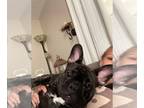 French Bulldog PUPPY FOR SALE ADN-831680 - Brindle Frenchie CKC registered