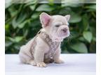 French Bulldog PUPPY FOR SALE ADN-831722 - LILAC Tan Fluffy Big Rope