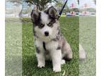 Pomsky PUPPY FOR SALE ADN-831690 - Pomsky puppy