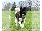 Akita DOG FOR ADOPTION RGADN-1370793 - Panda - Akita (medium coat) Dog For