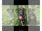 Sheprador DOG FOR ADOPTION RGADN-1370794 - Scarlett - Labrador Retriever /