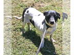 Dachshund-Jack Russell Terrier Mix DOG FOR ADOPTION RGADN-1370810 - Jacqui