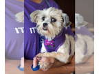 Shih-Poo DOG FOR ADOPTION RGADN-1370859 - Odessa - Poodle (Miniature) / Shih Tzu