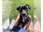 Rottweiler Mix DOG FOR ADOPTION RGADN-1370875 - Belle - Rottweiler / Mixed