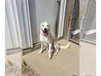 Labrador Retriever DOG FOR ADOPTION RGADN-1370881 - Charlie - Labrador Retriever