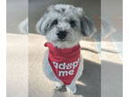 Shih-Poo DOG FOR ADOPTION RGADN-1370920 - Gibson - Poodle (Miniature) / Shih Tzu