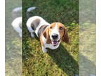 Basset Hound DOG FOR ADOPTION RGADN-1370942 - Lucy (Paradise) - Basset Hound Dog