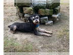 Poodle (Standard) Mix DOG FOR ADOPTION RGADN-1371063 - Otter - Poodle (Standard)