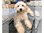 Poodle (Standard) Mix DOG FOR ADOPTION RGADN-1371086 - Brioche - Poodle