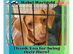 Dachshund Mix DOG FOR ADOPTION RGADN-1371090 - Mabel Marigold - Dachshund /