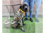 Mastiff DOG FOR ADOPTION RGADN-1371142 - Delilah - English Mastiff Dog For