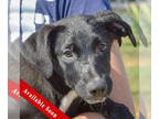 Dutch Shepherd Mix DOG FOR ADOPTION RGADN-1371212 - Cap'n Crunch - Dutch