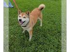 Shiba Inu DOG FOR ADOPTION RGADN-1371259 - Yumi - Shiba Inu Dog For Adoption