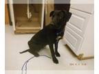 Labrador Retriever Mix DOG FOR ADOPTION RGADN-1371496 - MAGNUS - Labrador