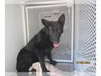 German Shepherd Dog DOG FOR ADOPTION RGADN-1371523 - Midnight A427574 - German