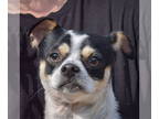 Jug DOG FOR ADOPTION RGADN-1371696 - Jack - Pug / Jack Russell Terrier / Mixed