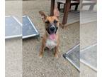 Boxer-German Shepherd Dog Mix DOG FOR ADOPTION RGADN-1371775 - BEN - Boxer /