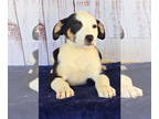 Boxador DOG FOR ADOPTION RGADN-1371802 - 241308 Gytha - Labrador Retriever /