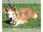 Mix DOG FOR ADOPTION RGADN-1371891 - Jolene 40448 - Husky / Collie (medium