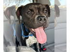 Boxer DOG FOR ADOPTION RGADN-1371999 - Peaches III - Boxer Dog For Adoption