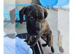 Mastiff Mix DOG FOR ADOPTION RGADN-1372109 - *LOBELIA - Mastiff / Mixed (medium