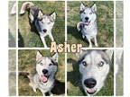 Mix DOG FOR ADOPTION RGADN-1372154 - Asher - Husky Dog For Adoption