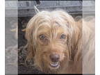 Poodle (Toy) Mix DOG FOR ADOPTION RGADN-1372188 - Zoey - Yorkshire Terrier