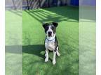 American Pit Bull Terrier Mix DOG FOR ADOPTION RGADN-1372200 - CROW - Pit Bull