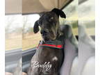 Great Dane DOG FOR ADOPTION RGADN-1372263 - Buddy - Great Dane Dog For Adoption