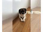 Jack Russell Terrier-Shih Tzu Mix DOG FOR ADOPTION RGADN-1372366 - CJ - Shih Tzu