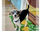 Rat Terrier DOG FOR ADOPTION RGADN-1372432 - Birdie (NC) - Rat Terrier (short