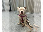 American Staffordshire Terrier-Staffordshire Bull Terrier Mix DOG FOR ADOPTION