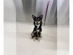 Mix DOG FOR ADOPTION RGADN-1372483 - Q-TIP - Husky (long coat) Dog For