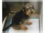 Airedale Terrier-Miniature Schnauzer Mix DOG FOR ADOPTION RGADN-1372632 - MAC -