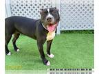 American Pit Bull Terrier DOG FOR ADOPTION RGADN-1372641 - PRINCESS - American