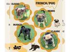 Frenchie Pug DOG FOR ADOPTION RGADN-1372729 - FrenchPug Pups (Posh Puppy) -