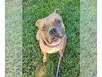 Staffordshire Bull Terrier DOG FOR ADOPTION RGADN-1372775 - *CORNBREAD -