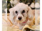 Bichon Frise DOG FOR ADOPTION RGADN-1372805 - Mattie - Bichon Frise Dog For