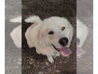 Great Pyrenees DOG FOR ADOPTION RGADN-1372909 - Houdini - Great Pyrenees Dog For