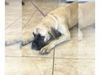 Mastiff DOG FOR ADOPTION RGADN-1372919 - Daphne - English Mastiff Dog For