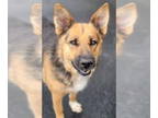 German Shepherd Dog DOG FOR ADOPTION RGADN-1372934 - Dixie - German Shepherd Dog