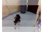 Black and Tan Coonhound DOG FOR ADOPTION RGADN-1372971 - ROSIE - Black and Tan