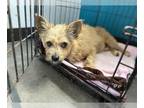 Cairn Terrier Mix DOG FOR ADOPTION RGADN-1373101 - BENJI - Cairn Terrier / Mixed