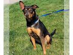 Rottweiler Mix DOG FOR ADOPTION RGADN-1373213 - KoKo - Rottweiler / Terrier /