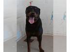 Rottweiler DOG FOR ADOPTION RGADN-1373453 - PANTERA - Rottweiler (medium coat)